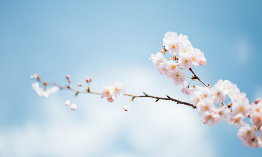 Cherry Blossom Flower Tree Branch Against Sky